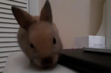 A cute bunny
