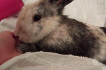 Cute Rabbit Play Time