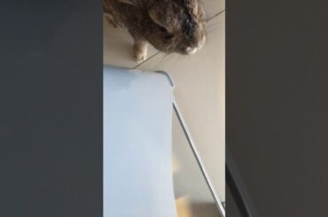 Cute rabbit