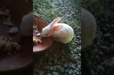 White rabbit bunny/bunnies red eyes part 2 want to sale for sale