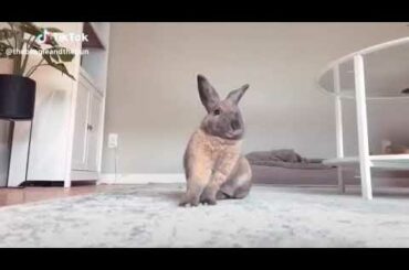 A screaming rabbit