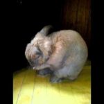 Cute little bunny (Крольченок умываеться)