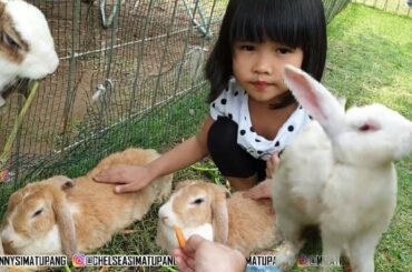Part 5 ! Feeding rabbits | Hotel Royal Tulip Puncak - playground hotel - anak lucu dan kelinci bunny
