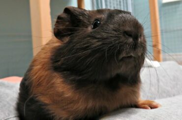 New Pet Room Morning Routine: 11 Guinea Pigs & 1 Rabbit