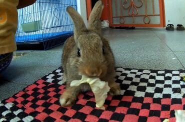 Cute Little Rabbit Eating Vegetables