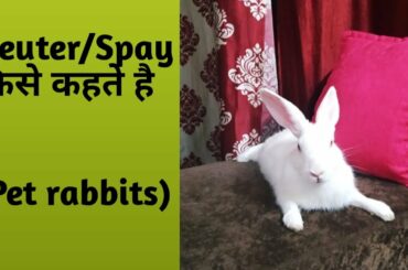 Rabbit Neutering Benefits | Rabbit care videos | Neuter a rabbit