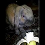 Зайчик кушает банан (Cute little bunny eats a banana)