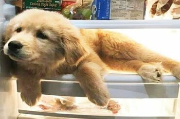 Cutest Baby Animals 🔴 Funny Cats and Dogs Videos (2019) Perros y Gatos Recopilación #1