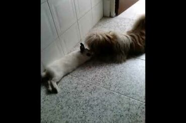 Cute Rabbit Harry and funny dog are best friends