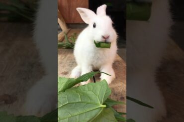 Cute baby Rabbit |Rojane|