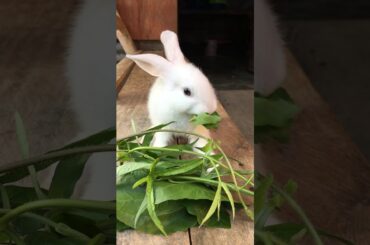 Cute Baby rabbit😍 part 1 |Rojane|