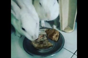 Cute rabbit