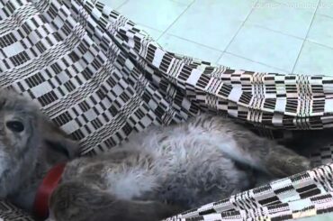 Baby Donkey in a Hammock