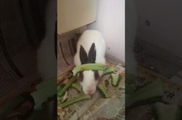 Cute bunny eating vegetables