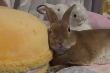 Cute Sleeping Rabbit Face |うさぎの可愛い寝顔