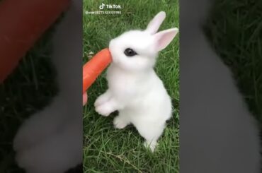 Cute rabbit 😍💕❤️
