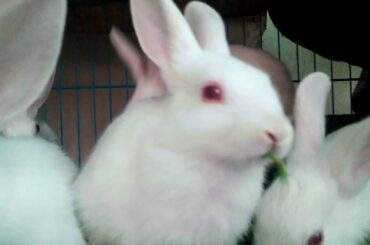 Baby rabbit eating grass