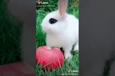 Beautiful rabbit baby