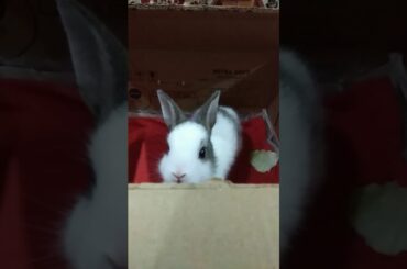 My cute little bunny rabbit🐇