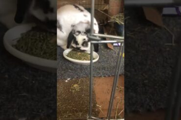 Bunny eating Salad