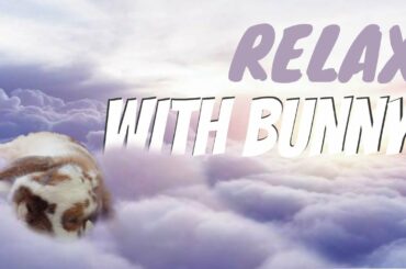 Cute rabbit fall asleep ASMR Hair dryer | Sèche cheveux bruit blanc Lapin 🎵