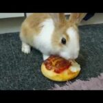 ASMR | MY CUTE LITTLE BUNNY EATS MINI PIZZA | AMY PAN
