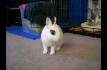 Cute Baby Bunny Stretches and Yawns