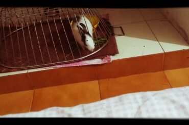 CUTE BUNNY ESCAPE/ bunny playtime 😂 very funny video
