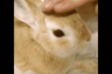 Cute Rabbit