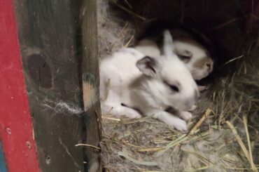CUTE NEWBORN BUNNIES 😍❤🐰