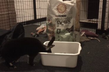 What You Need When You Get A Pet Rabbit🐇