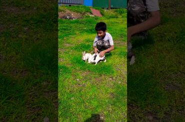 Cute rabbit enjoying in the house garden