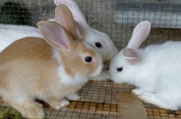 Cute Rabbit