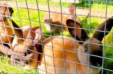 Winter Rabbit Care | How To Take Care Of Rabbits In The Cold