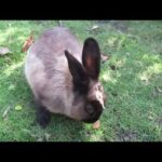 So Sweet and Cute Bunny Rabbit Liking Veggies -  Autumn 2019