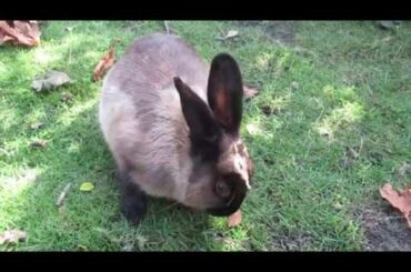 So Sweet and Cute Bunny Rabbit Liking Veggies -  Autumn 2019
