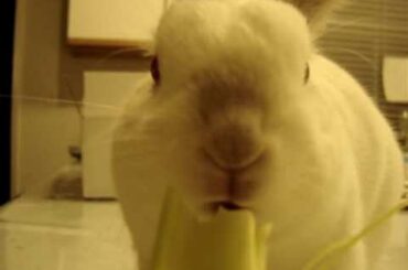my cute bunny eatting celery besides carrots