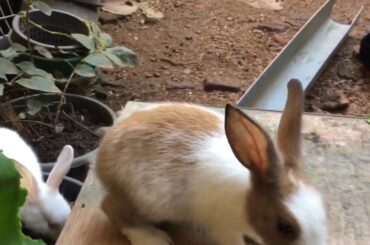 Cute bunnies daily routine 🐰 too cute to handle