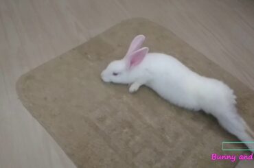 #pets #animals #rabbits #cute #bunny Introducing Bunny and Lilly pet rabbits 🐇