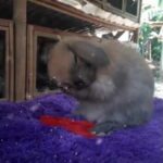 Video cute/lucu/imut kelinci/bunny/rabbit [back song could it be Raisa]