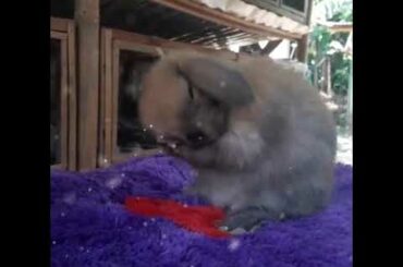 Video cute/lucu/imut kelinci/bunny/rabbit [back song could it be Raisa]