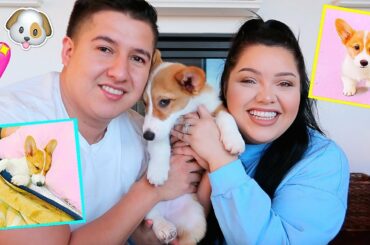 WE GOT A PUPPY! *baby corgi*