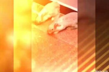 Yaar indha muyal kutti # Rabbit eating a carrot# so cute
