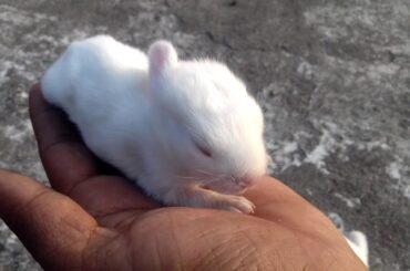GOOD MORNING FOR CUTE BABY RABBITS