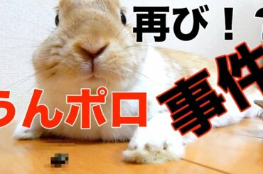 天然すぎるうさぎの仕草がかわいい　cute　rabbit　video