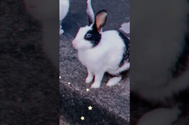 Cute rabbit ❤️