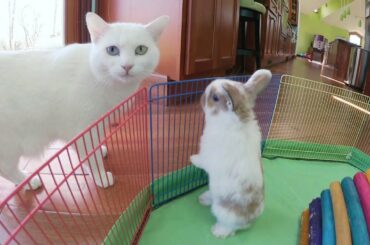 Bunny Update - 4 1/2 Week Old Holland Lop Babies