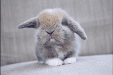 Baby Corgi Pup Looking Bunny Drinking Milk