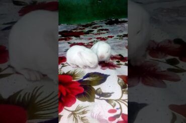 Cute Rabbit Hip Hop Bit
