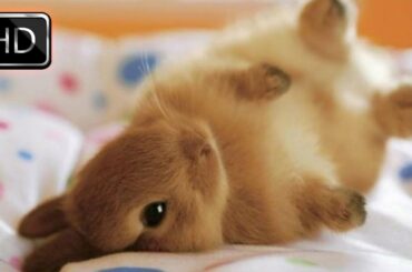 Fluffy Little Bunny Running Around